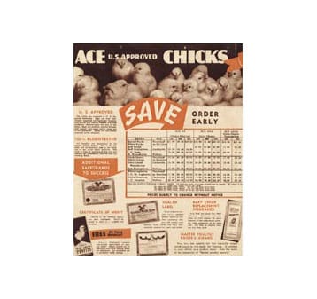 Vintage advertisement featuring baby chicks at the top, bold text reading "ACE U.S. APPROVED CHICKS SAVE," and a chart with order information. Additional text and small images promote chick sales and ordering details.